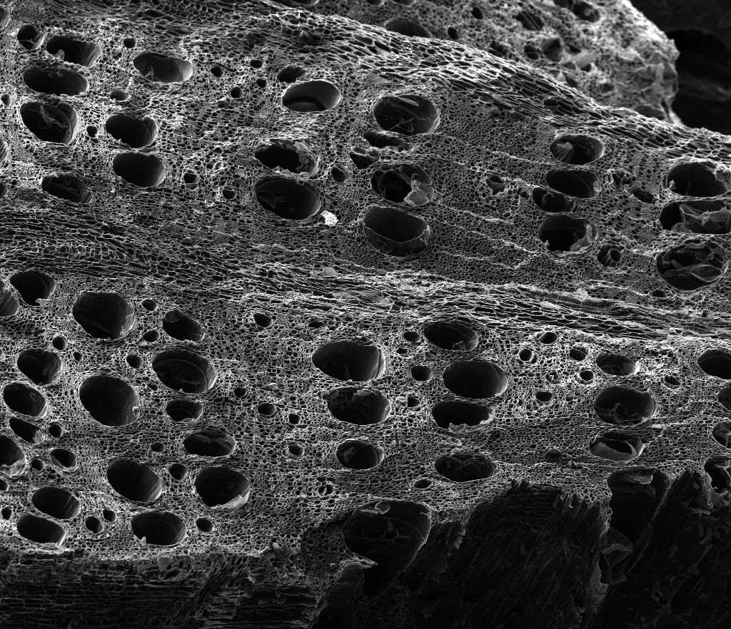 A black and white micrograph image of oak wood.