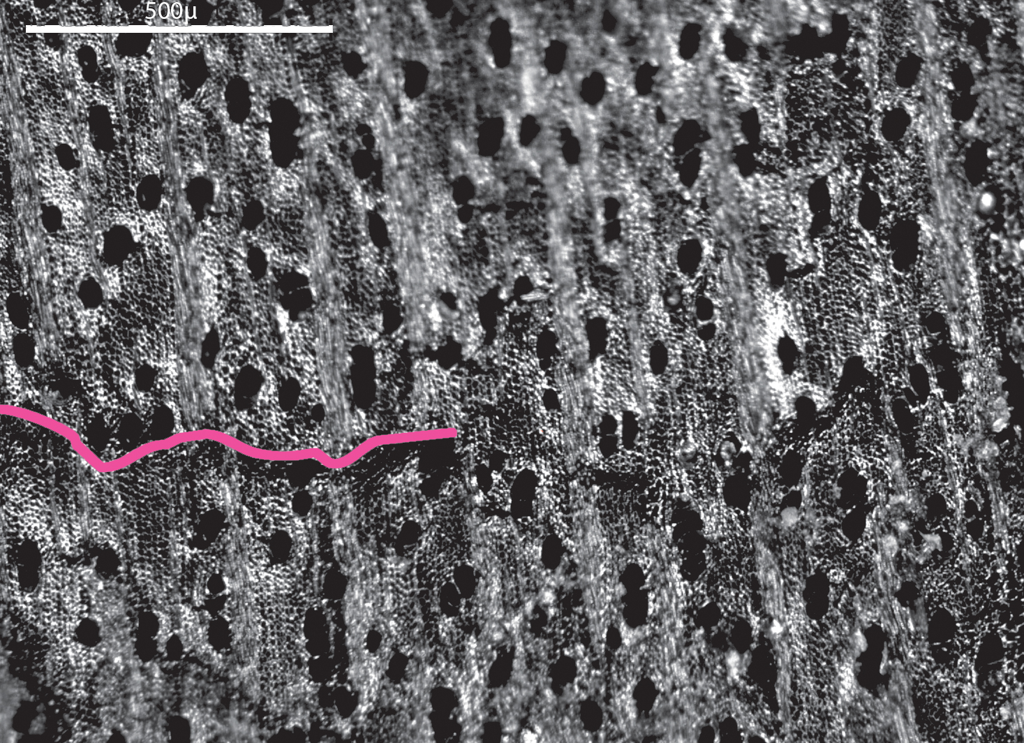 A black and white micrograph image of maple wood.