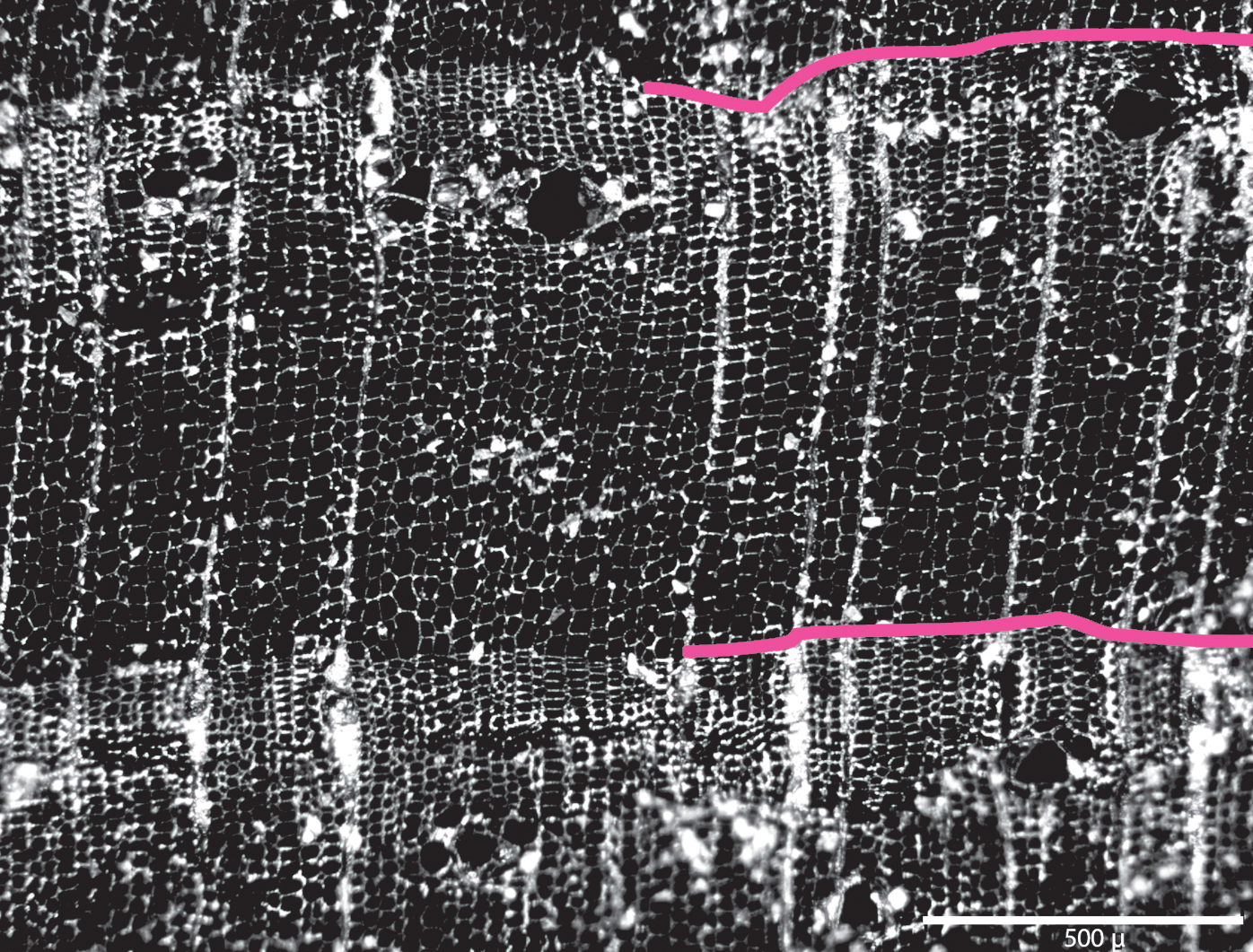 A black and white micrograph image of pine wood.