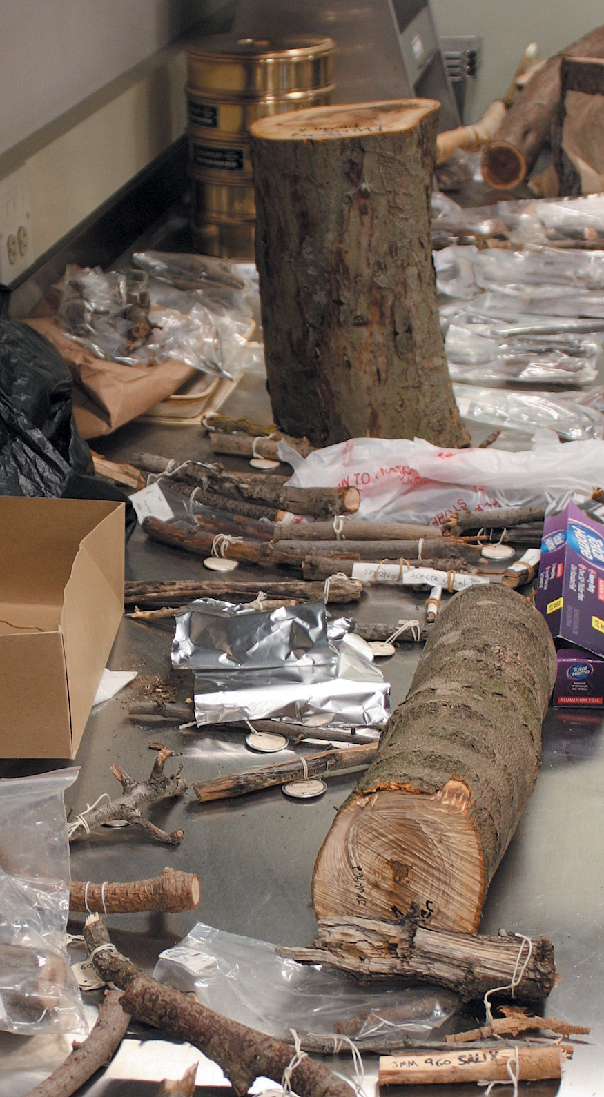 A color photo of wood specimens on a table.