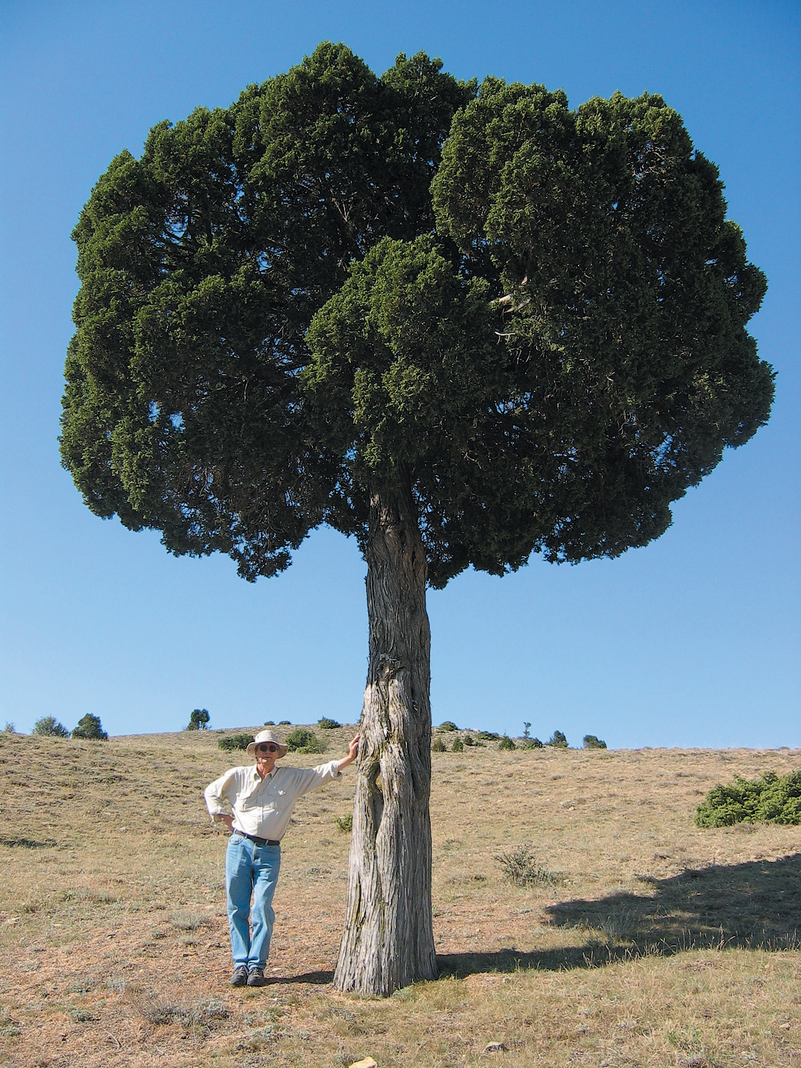 A color photo of a person standing next to a juniper tree.