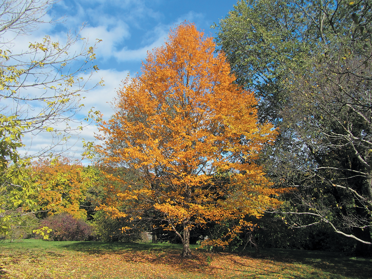 A color photo of a yellow birch.
