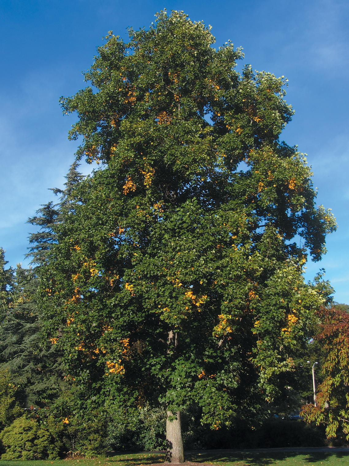 A color photo of a hybrid tuliptree.
