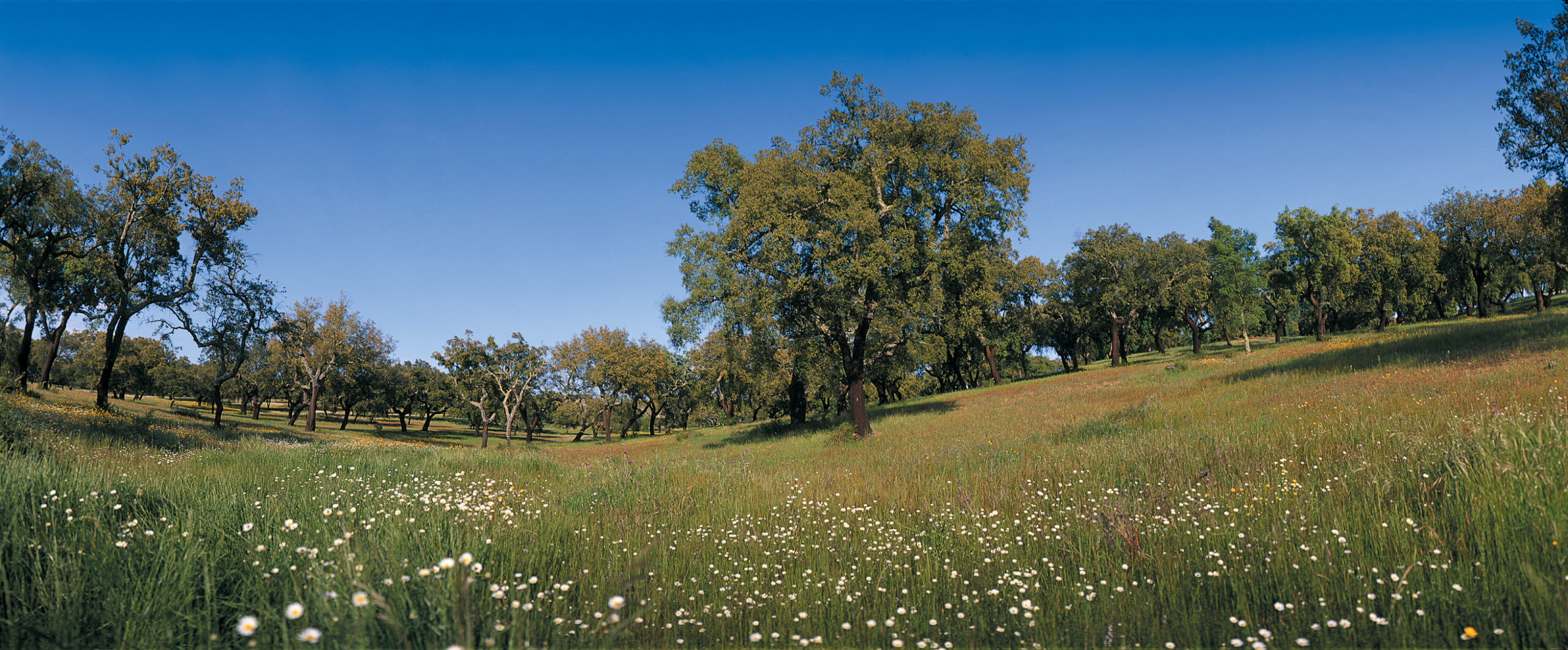 A color photo of a field with cork oaks in Portugal.