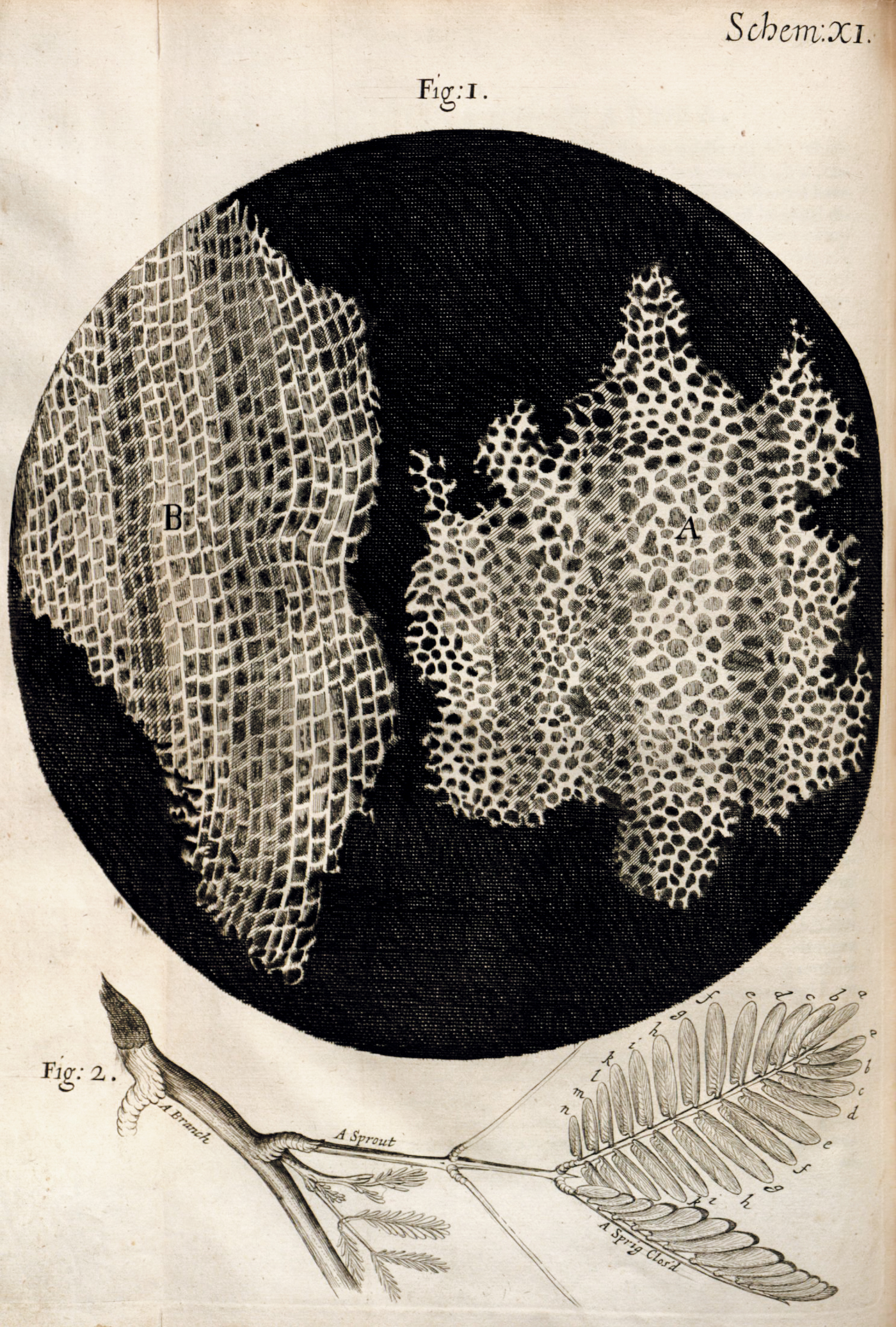 A black and white print from Robert Hooke’s book Micrographia.