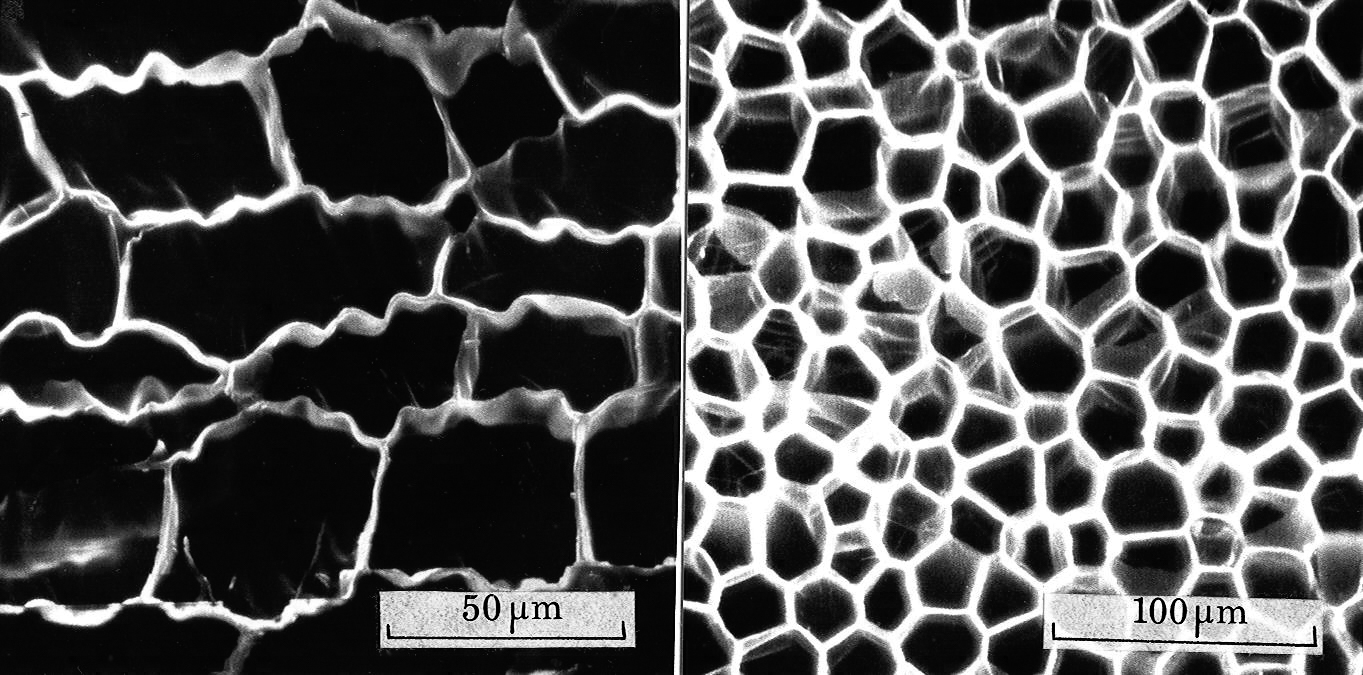 A pair of electronic micrograph images of cork cells.