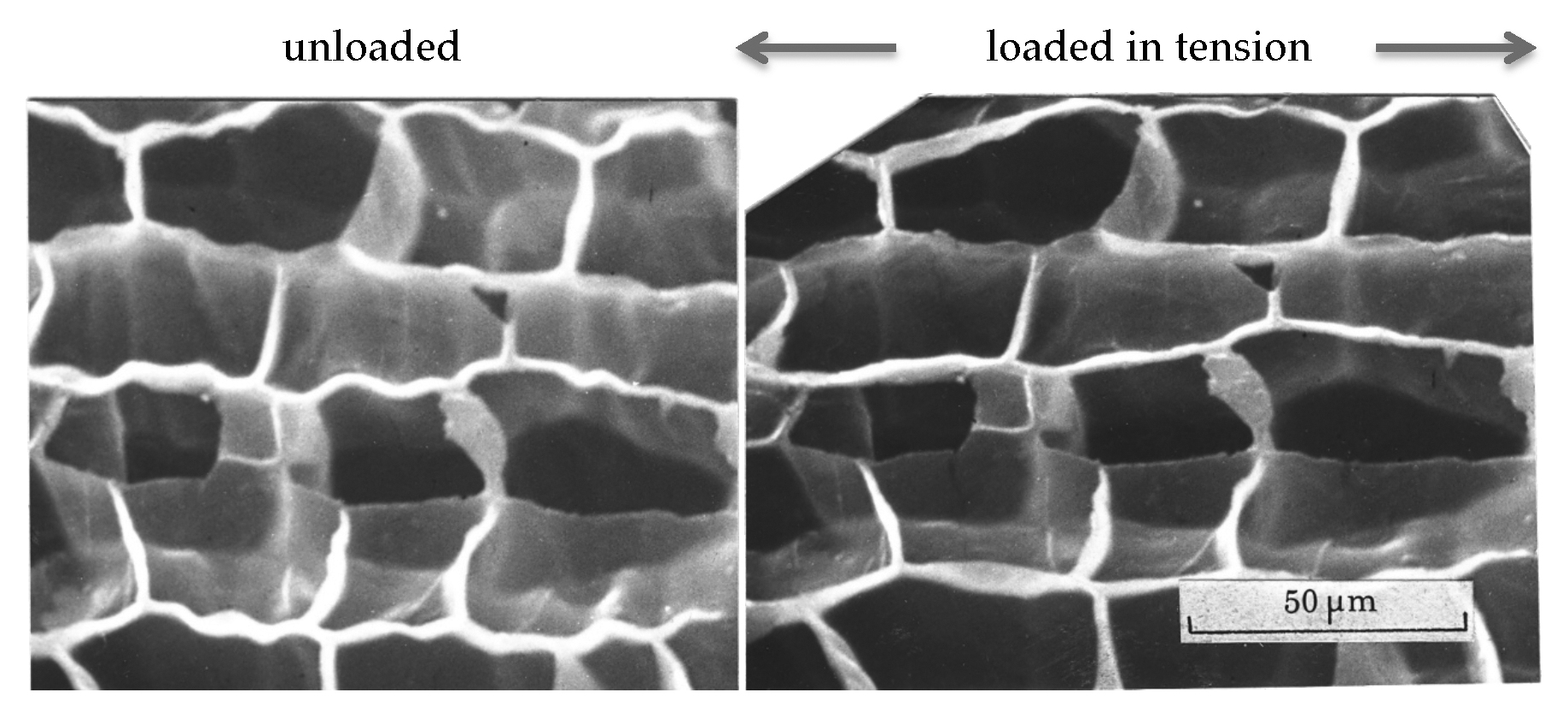 A pair of electronic micrograph images of cork cells.