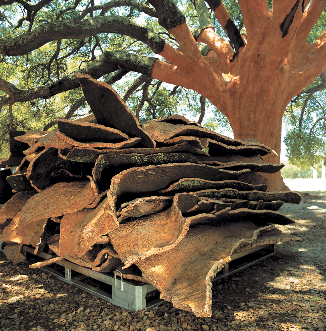 A color photo of a cork oak with the bark removed.