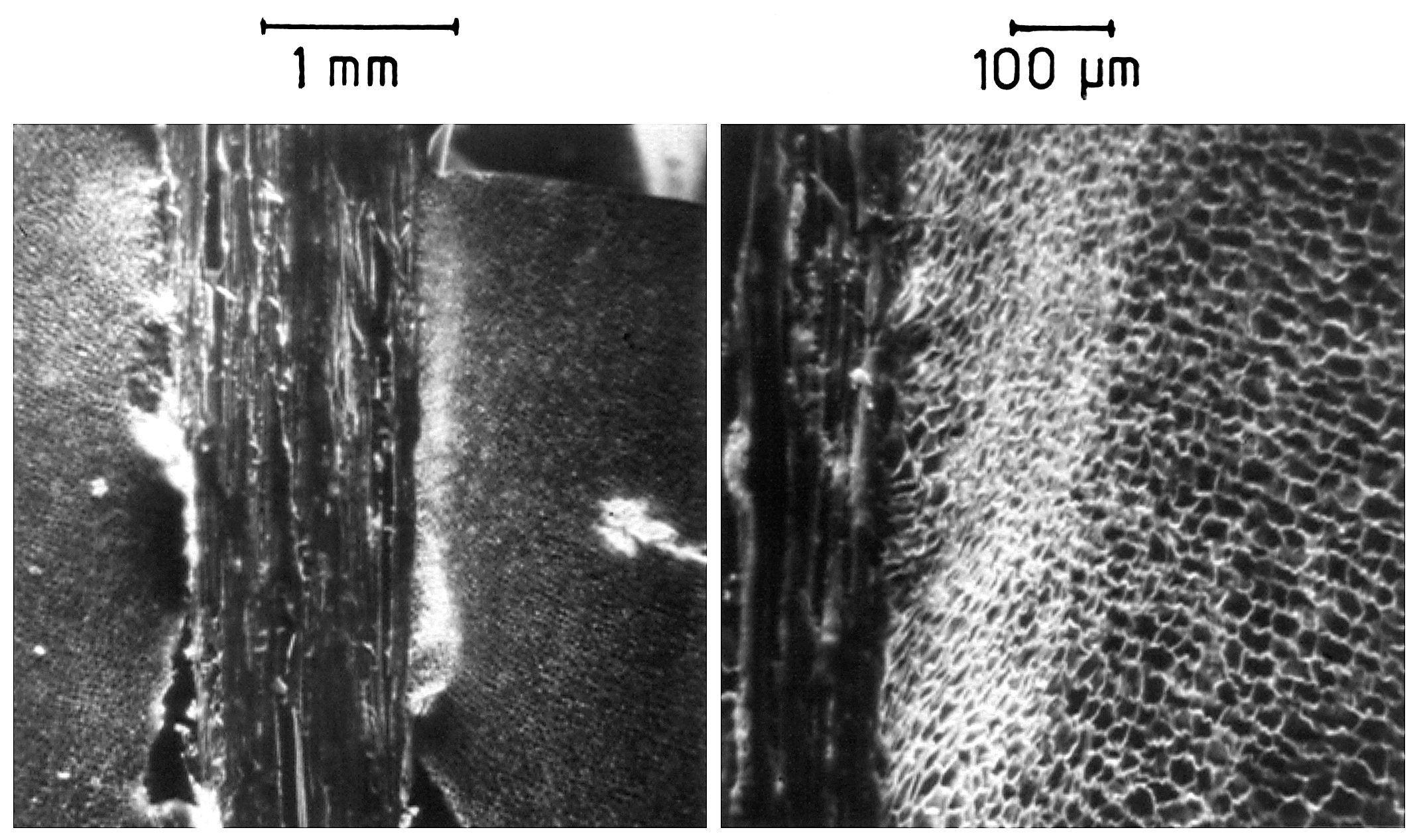 A pair of electronic micrograph images of cork cells.