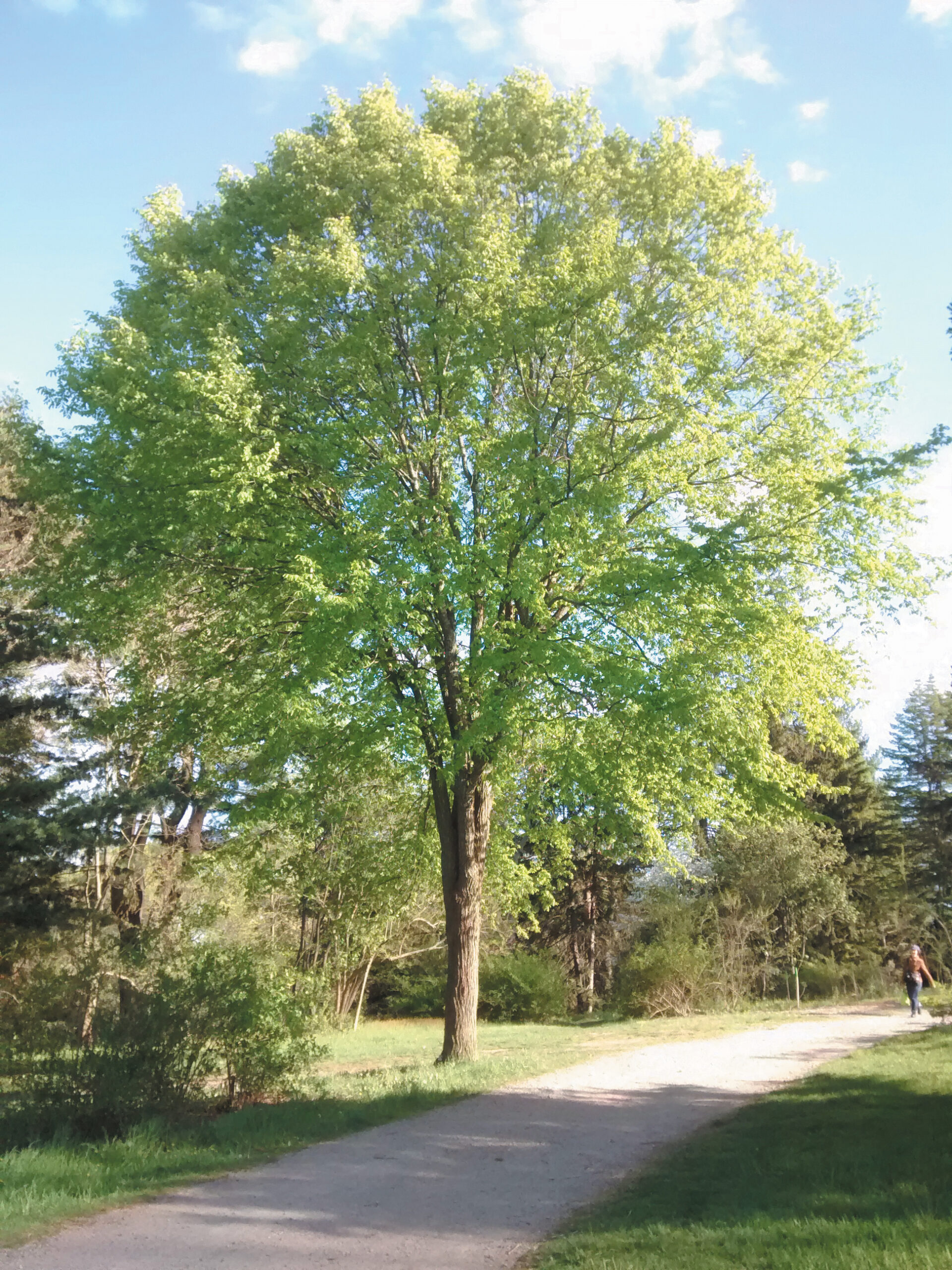 A color photo of a rock elm.