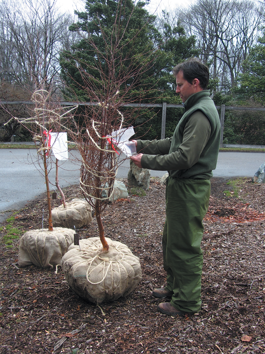 A color photo of a horticulturalist inspecting a specimen.