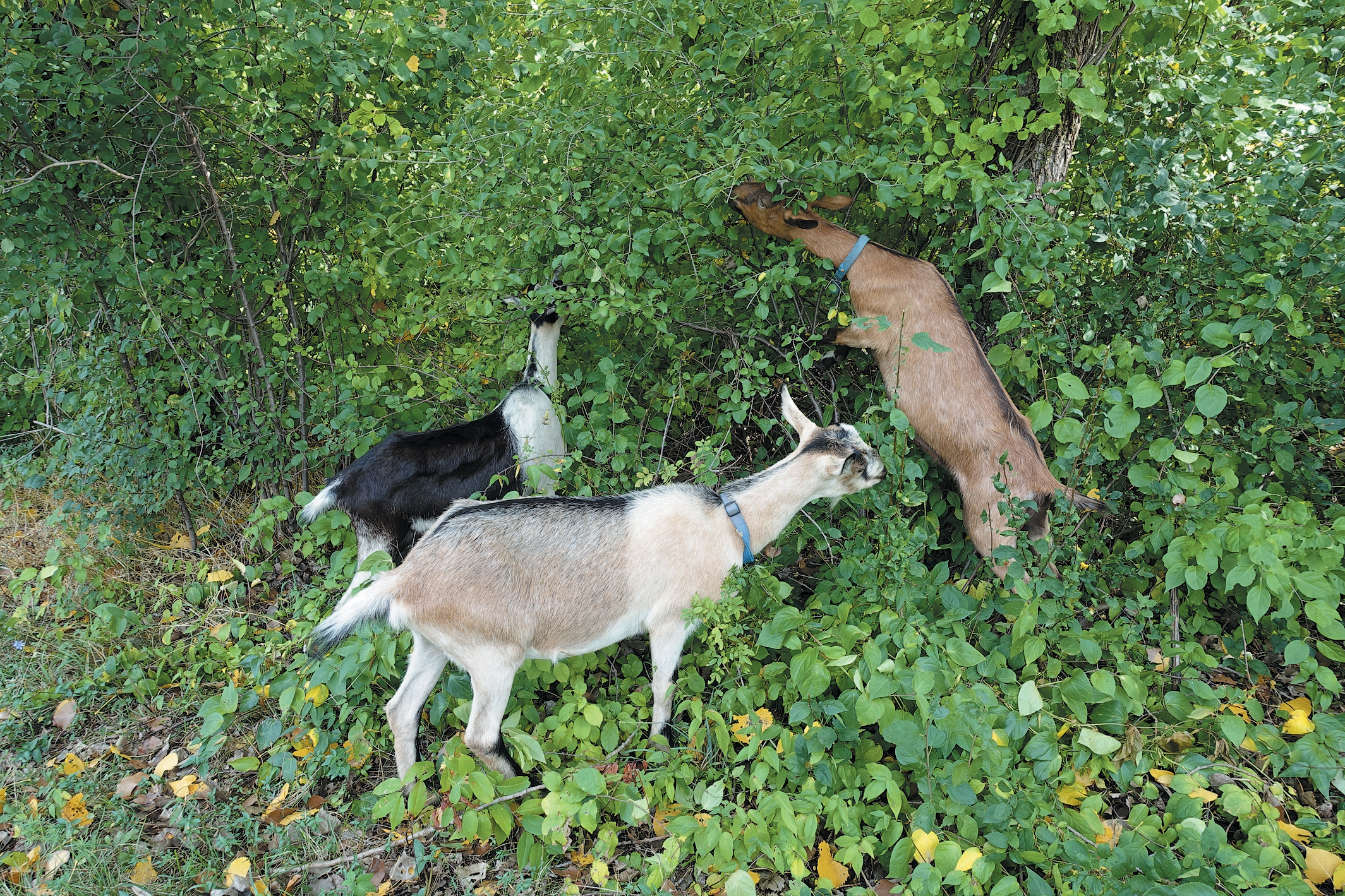 A color photo of goats clearing weedy underbrush.