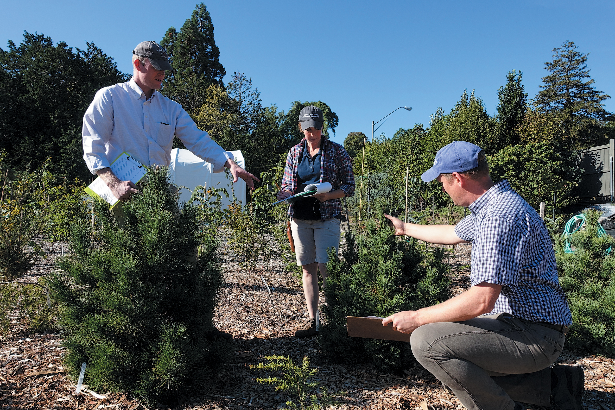 A color photo of horticulturalists examining Pinus cembra siblings.