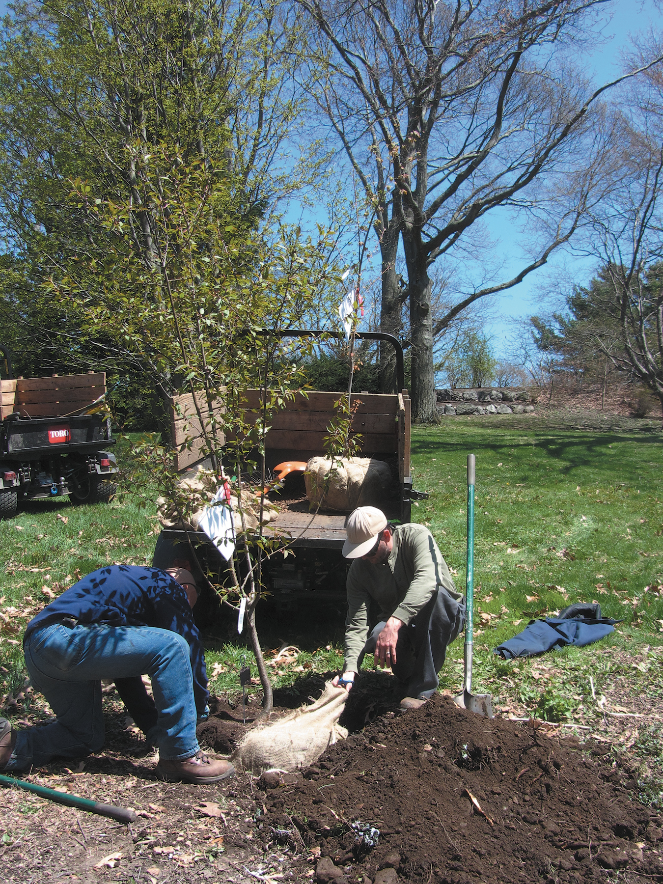 A color photo of horticulturalists planting a specimen.