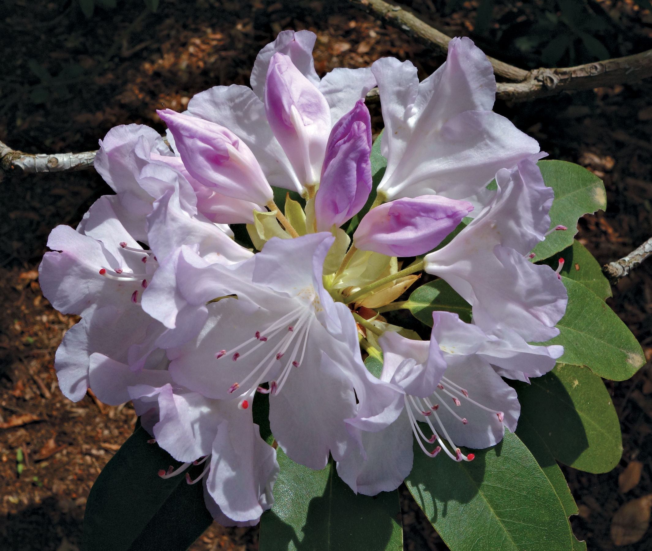 A color photo of a rhododendron blossom.