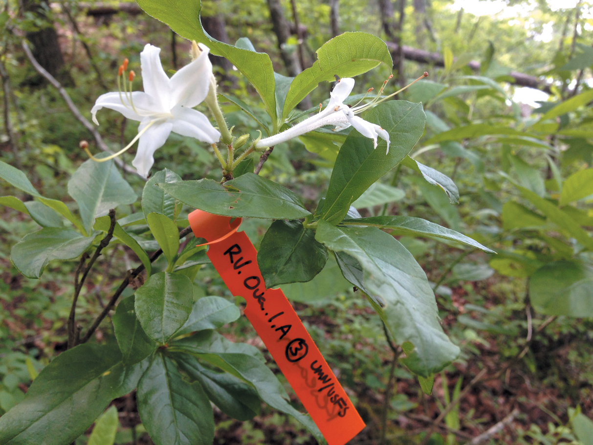 A color photo of a swamp azalea with a red tag.