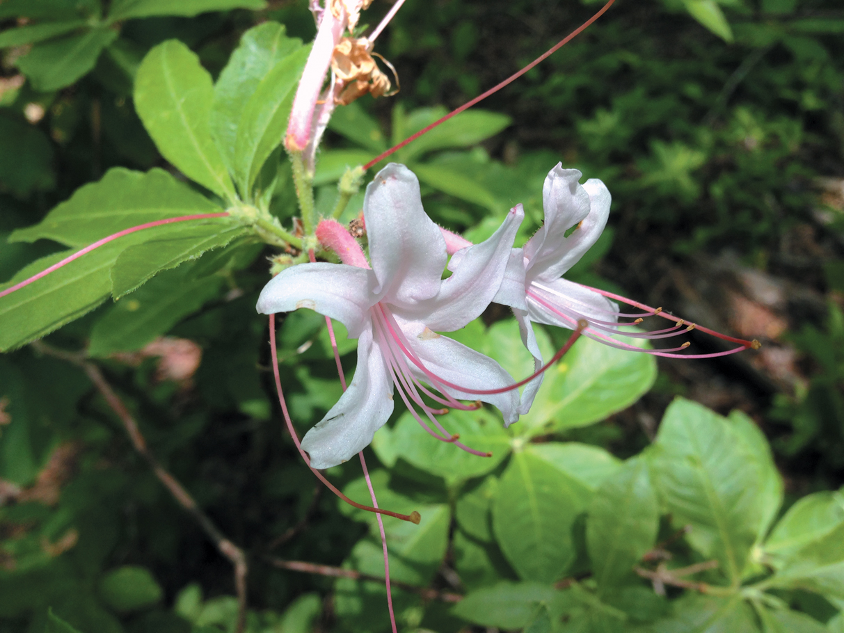 A color photo of pink flowers on a swamp azalea.