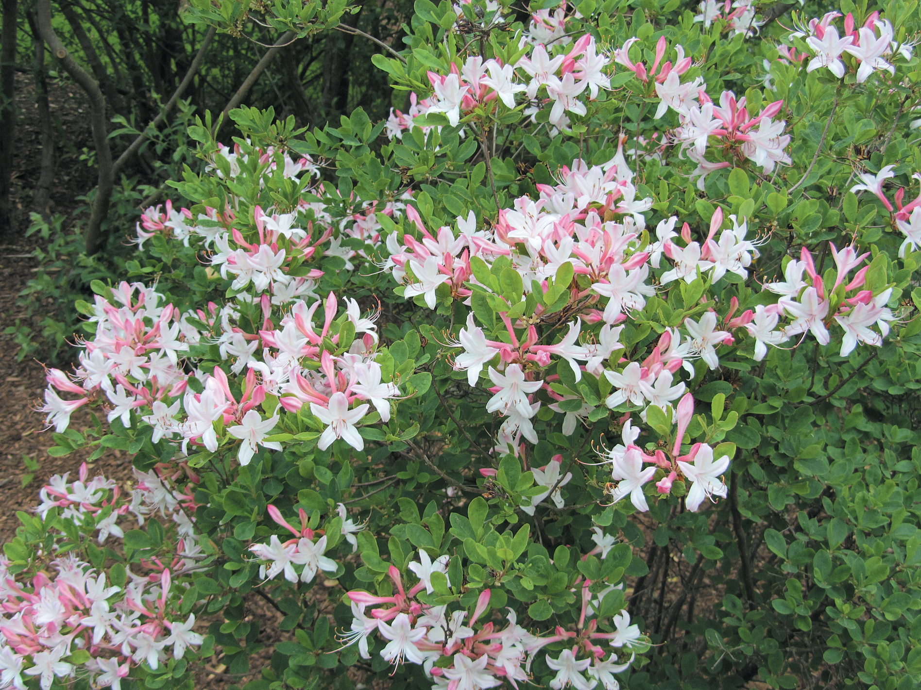 A color photo of Rhododendron atlanticum.