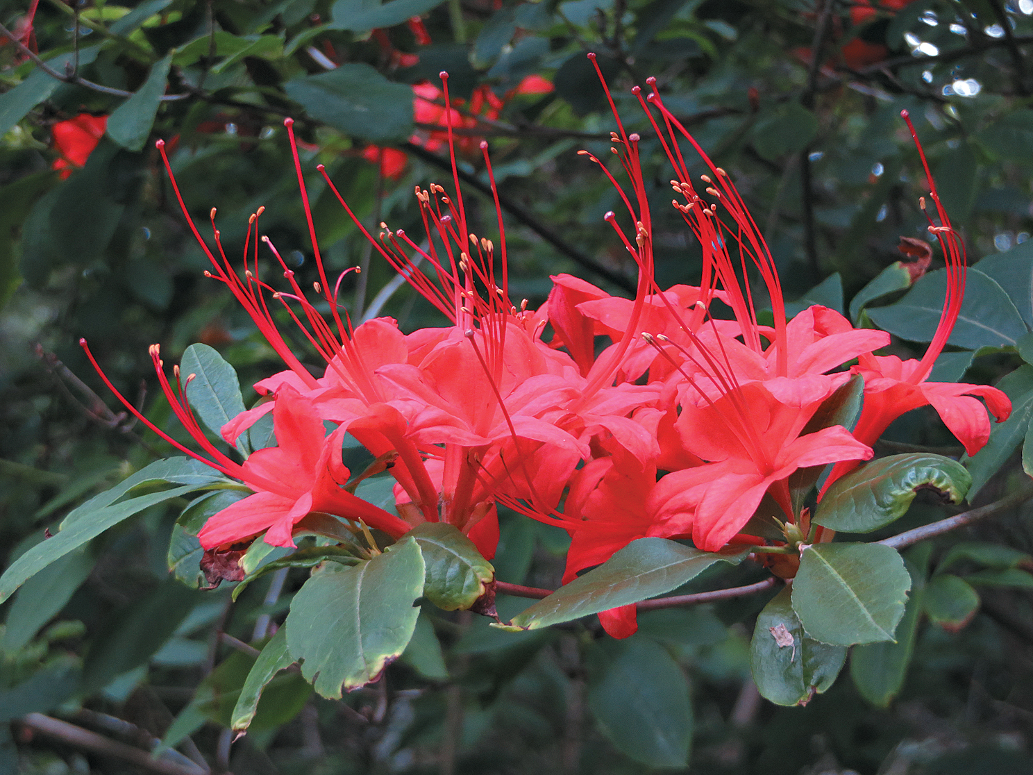A color photo of Rhododendron prunifolium.
