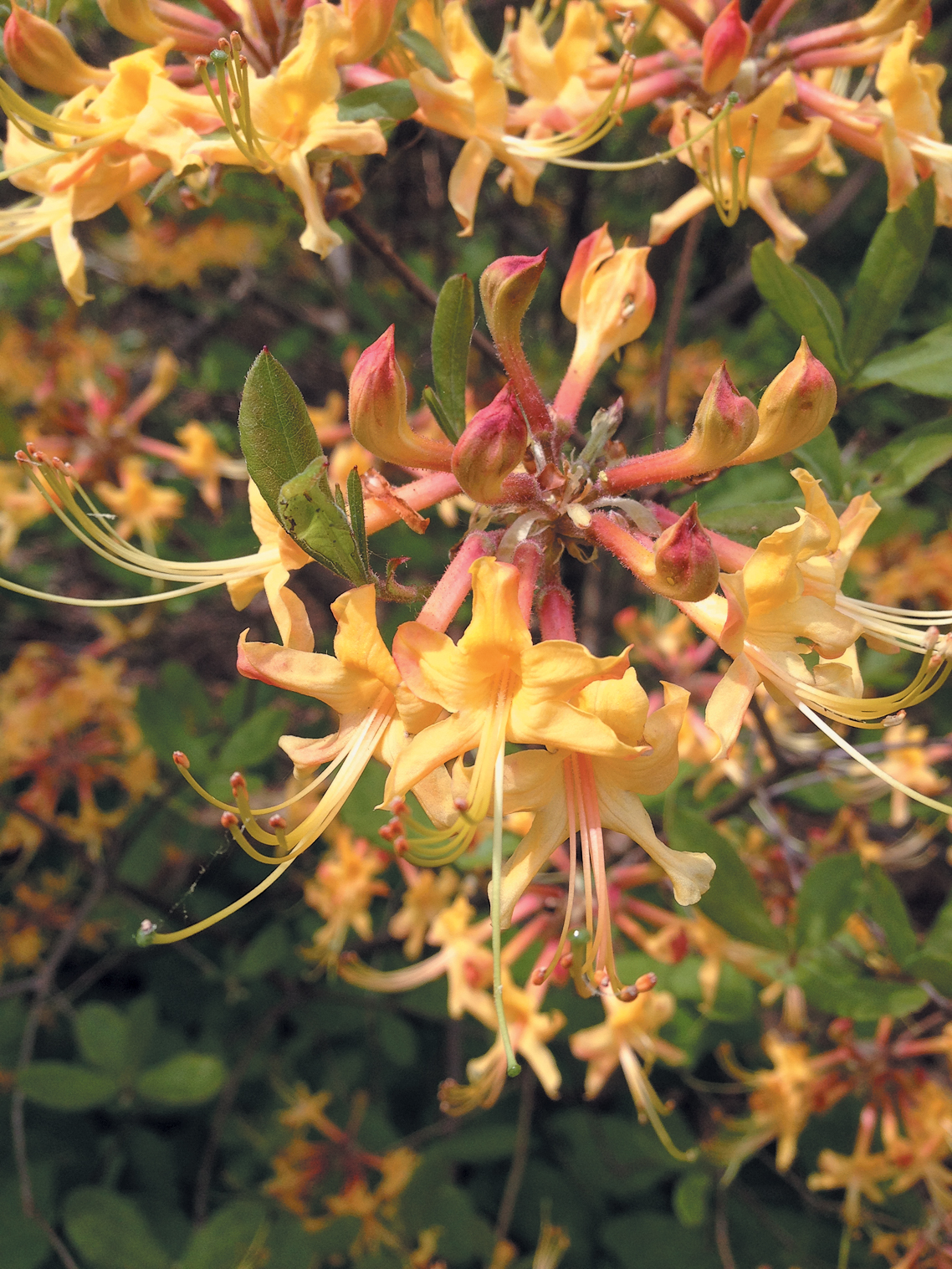 A color photo of Rhododendron austrinum.