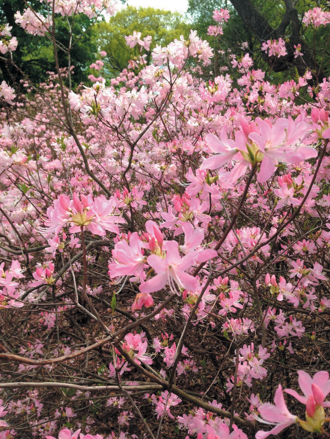 A color photo of Rhododendron vaseyi.