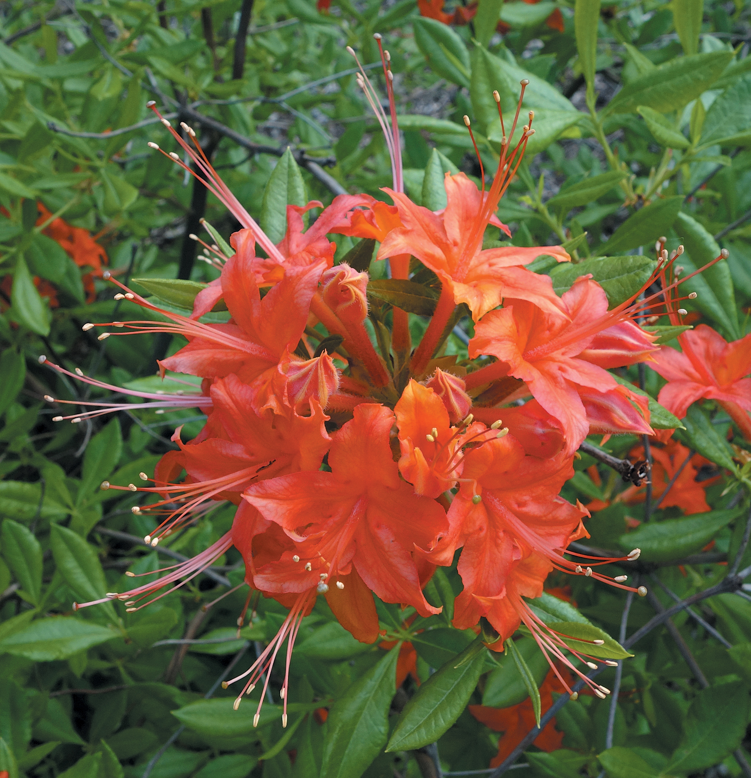 A color photo of Rhododendron calendulaceum.
