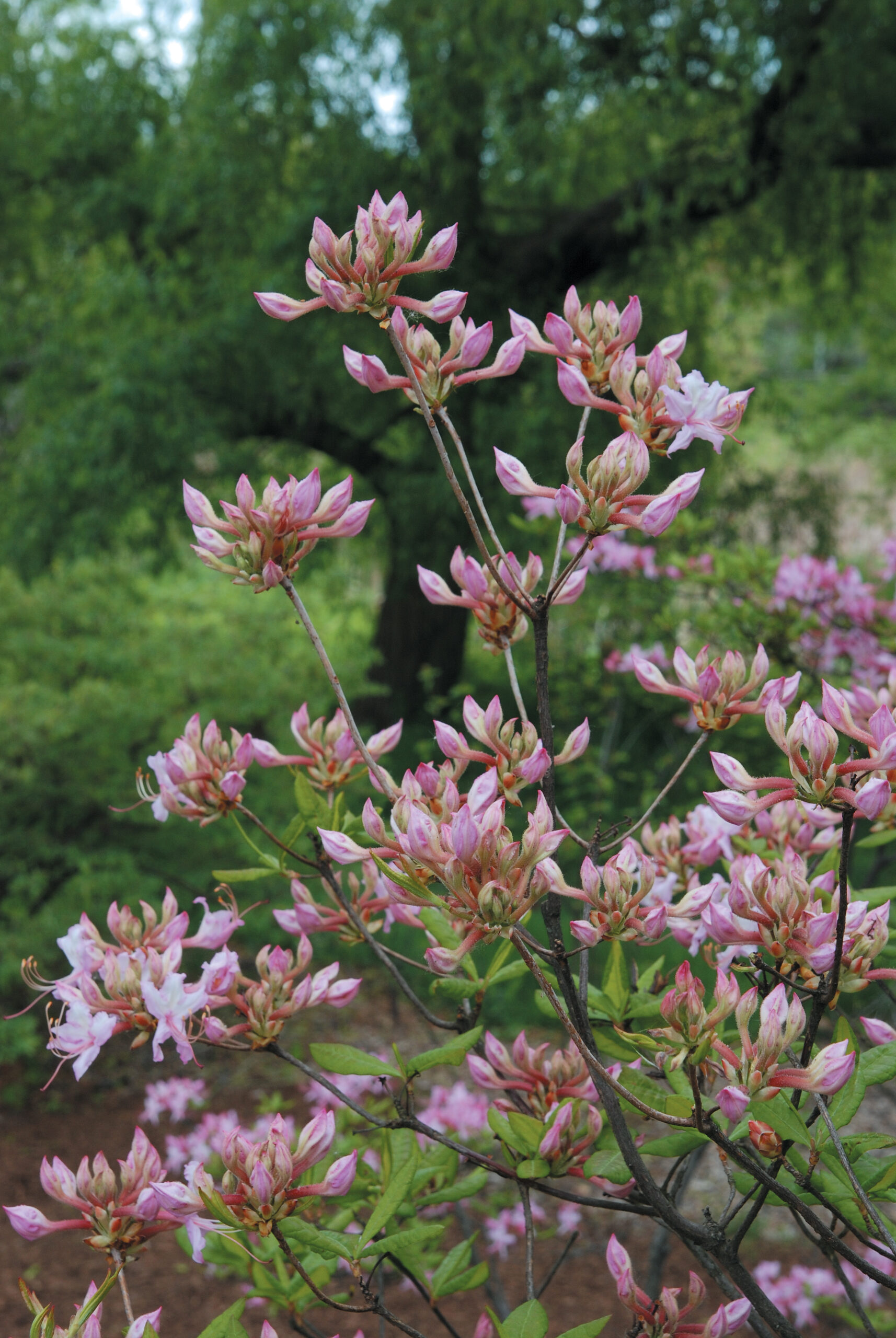 A color photo of Rhododendron periclymenoides.