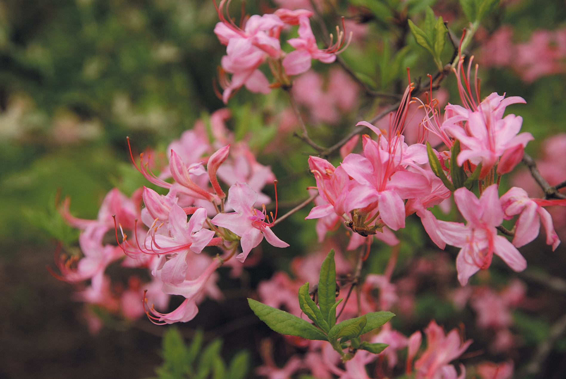 A color photo of Rhododendron prinophyllum.