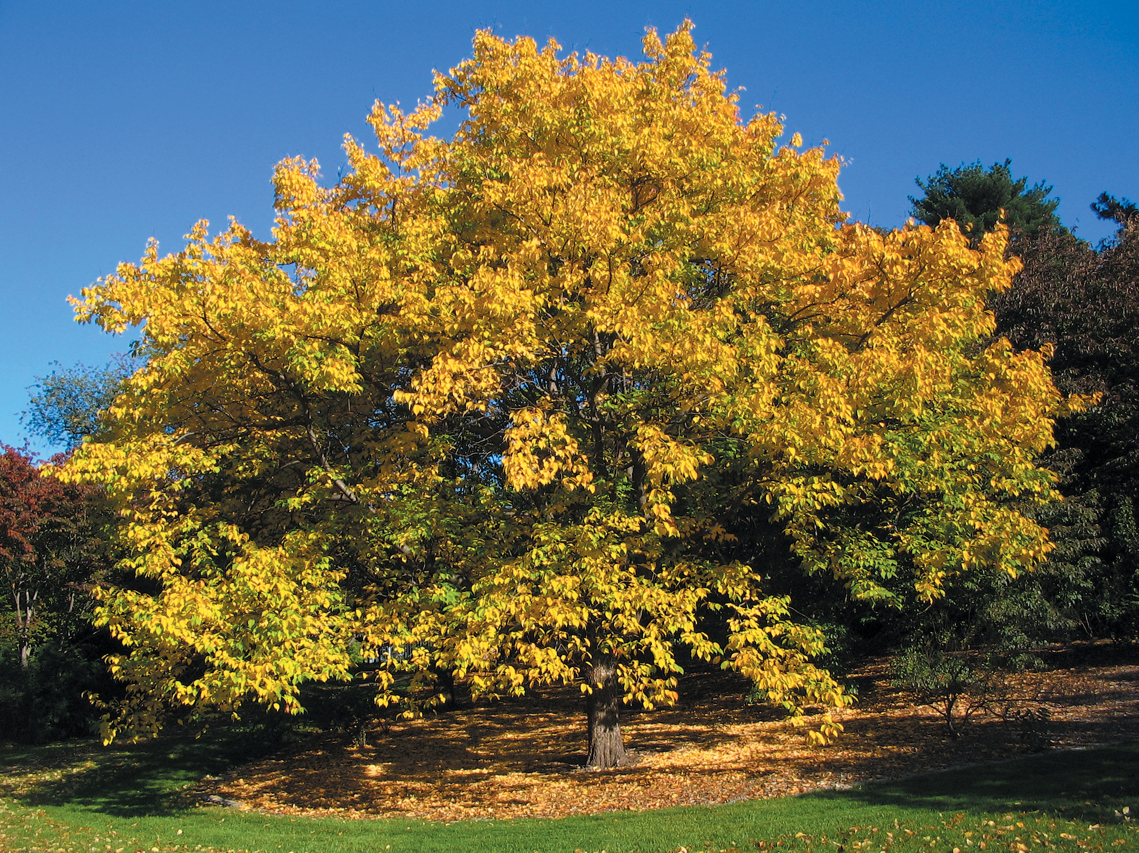 A color photo of Gray’s bird cherry.