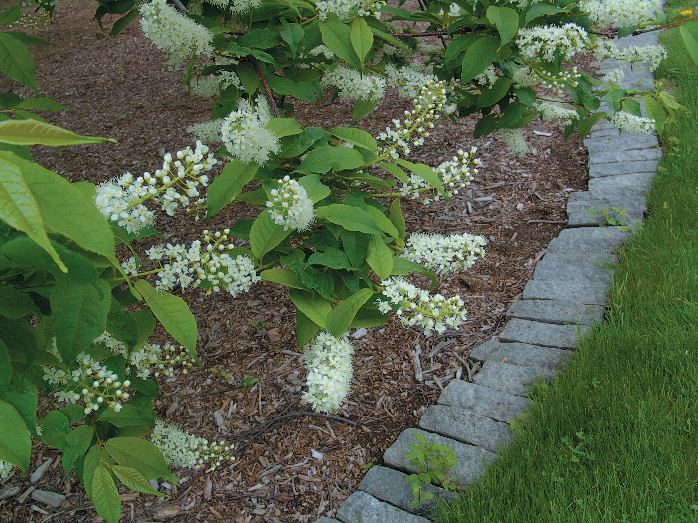 A color photo of white flowers on Gray's bird cherry.