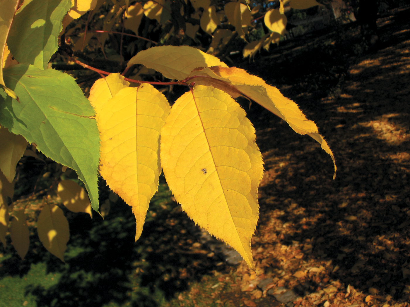 A color photo of yellow foliage on Gray's bird cherry.