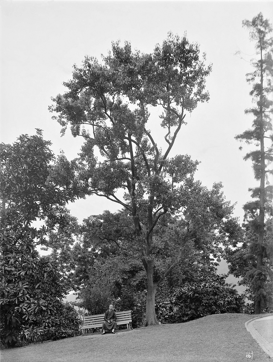 A black and white photo of Callery pear.