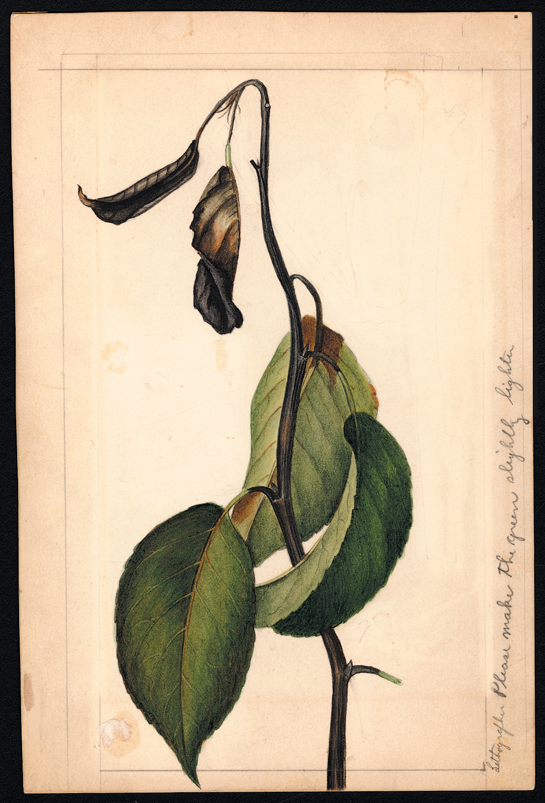 A 1890 USDA illustration of an edible pear stem.