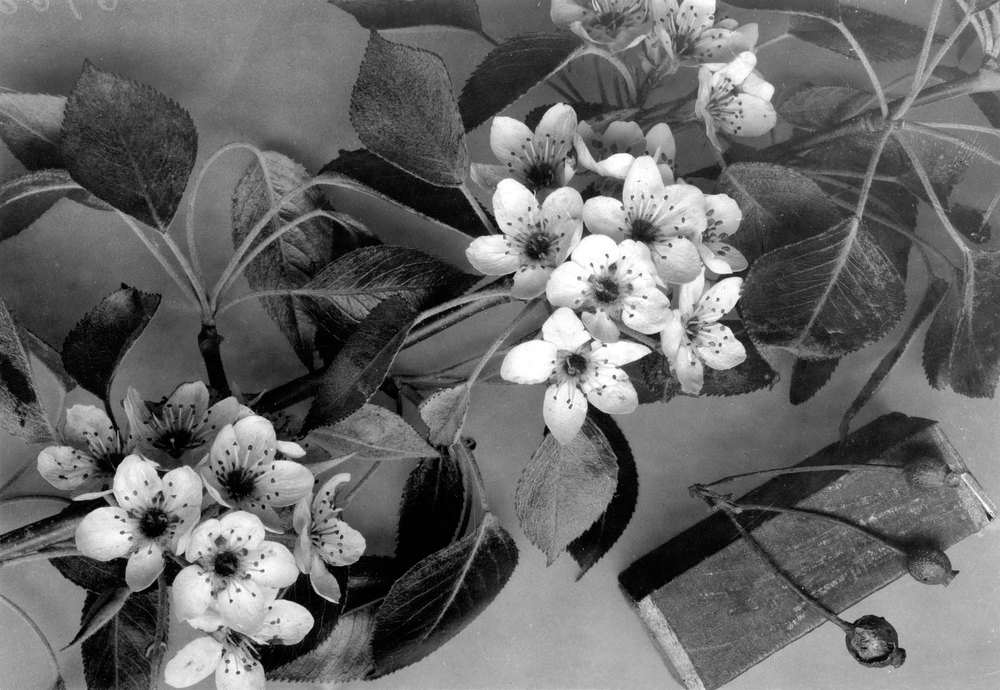 A black and white photo of lowers, leaves, and fruits of Callery pear.