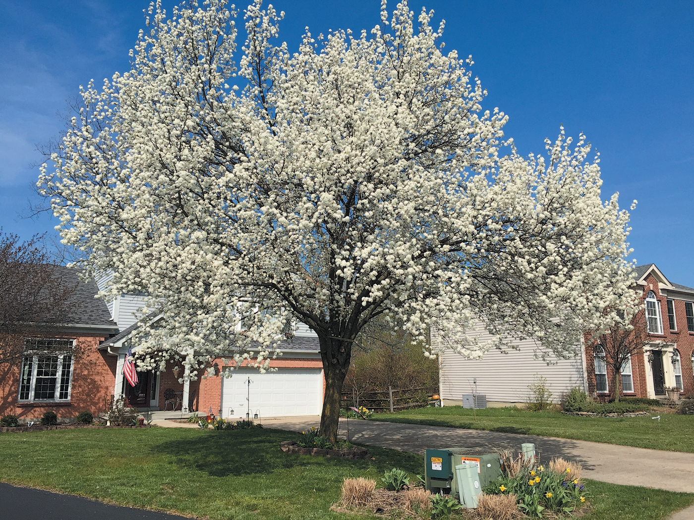 A color photo of a ‘Bradford’ Callery pear tree.