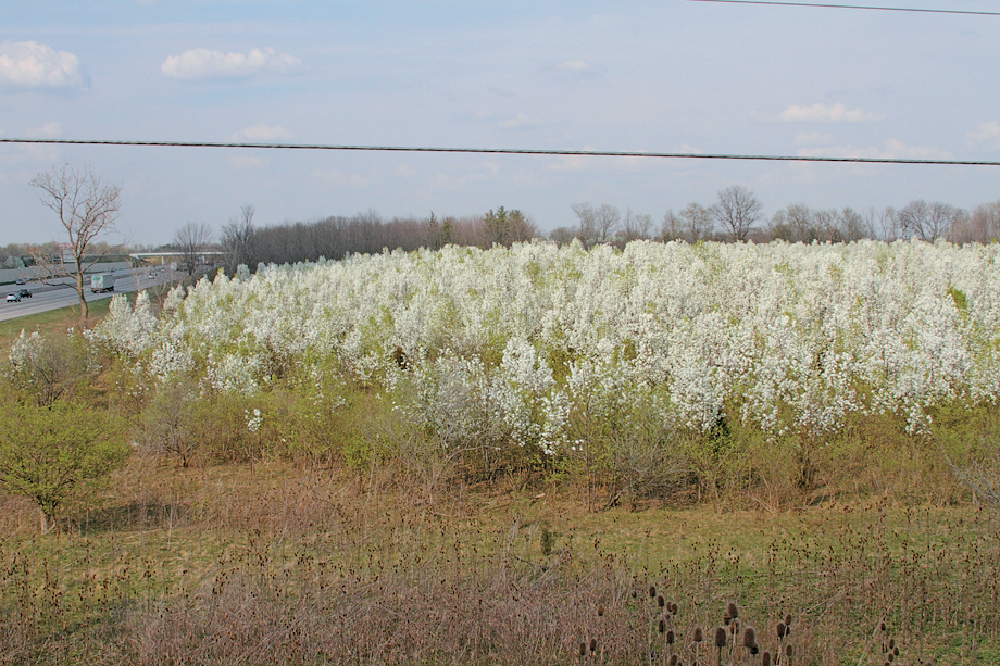 A color photo of a group of wild Callery pears.