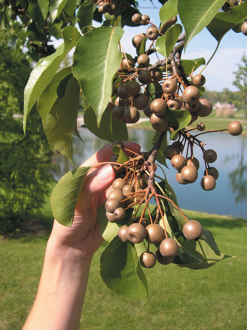 A color photo of fruit on a Callery pear.