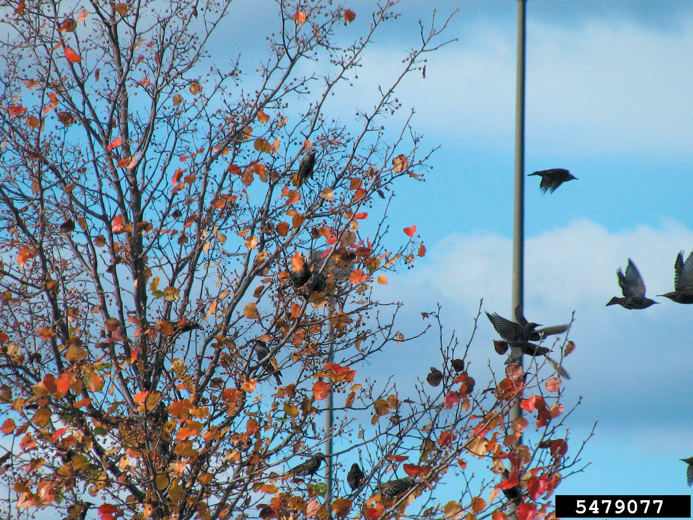A color photo of starlings near a Callery pear tree.