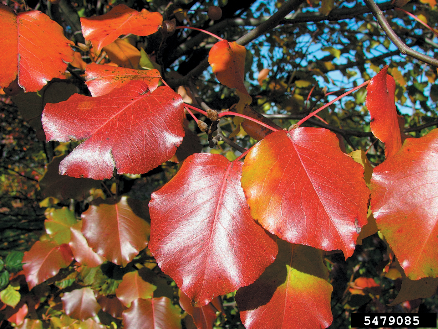 A color photo of red fall foliage on a Callery pear tree.
