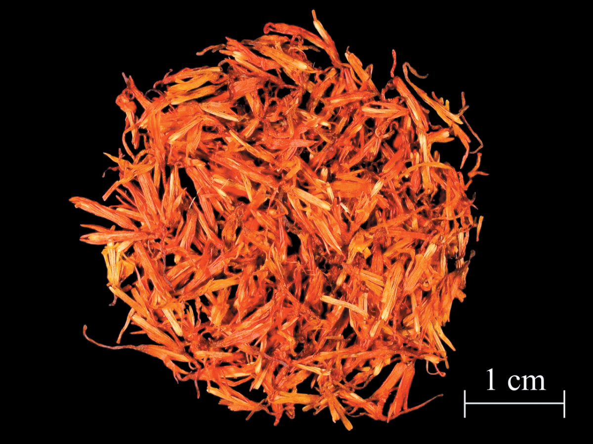 A color photo of dried safflower florets.