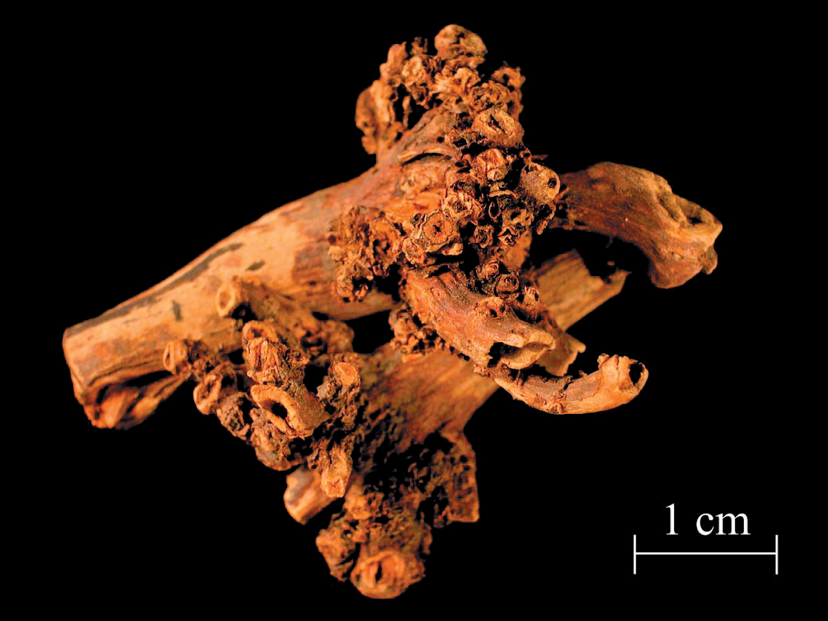 A color photo of Rubia tinctorum roots.