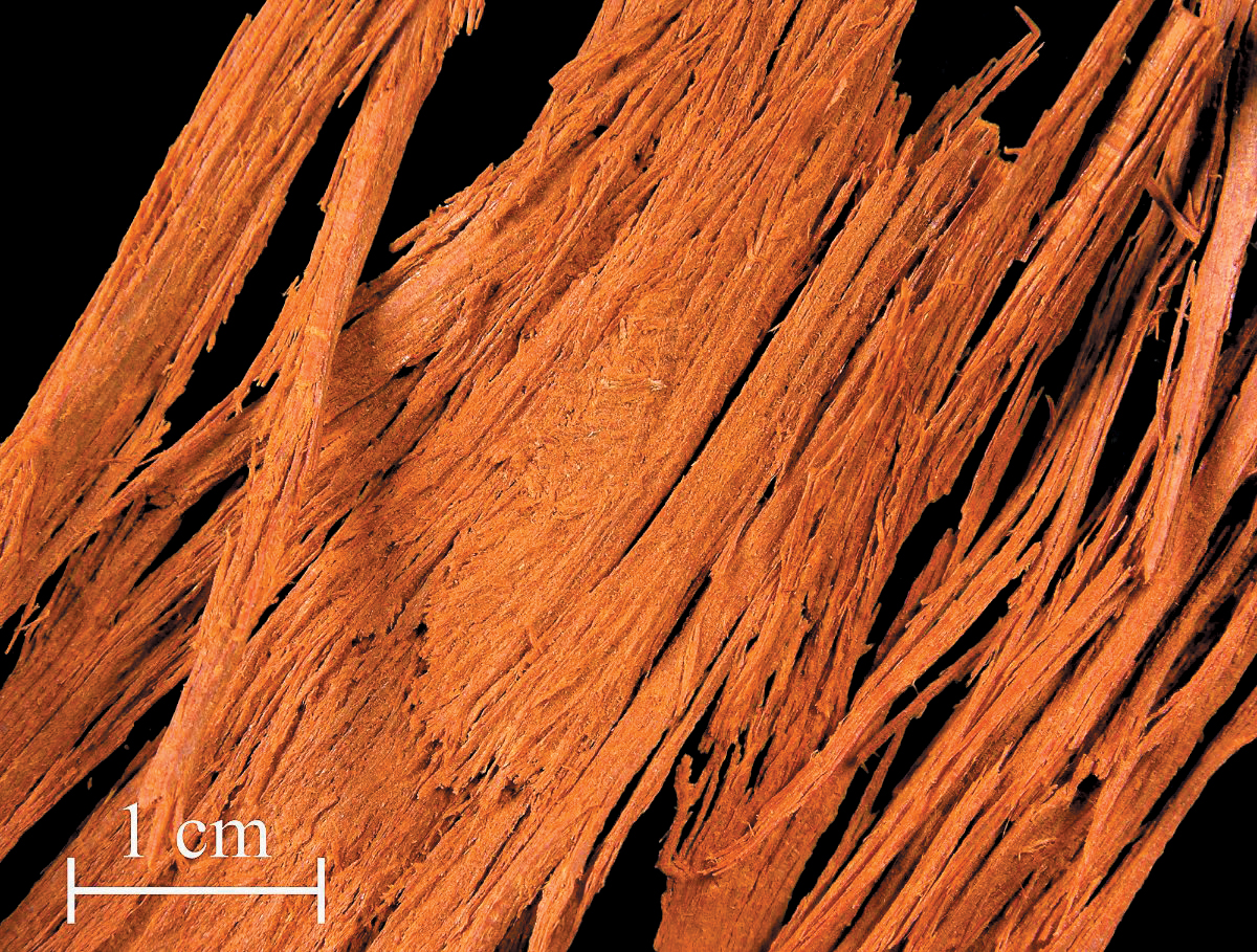 A color photo of sappanwood.