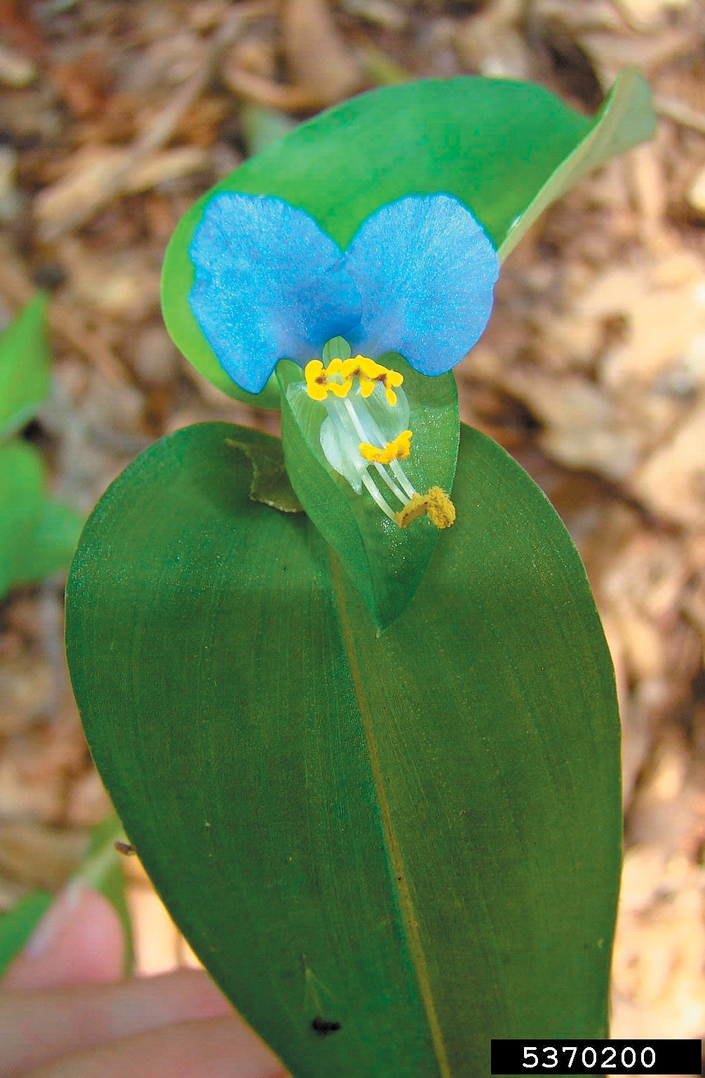 A color photo of a dayflower plant.