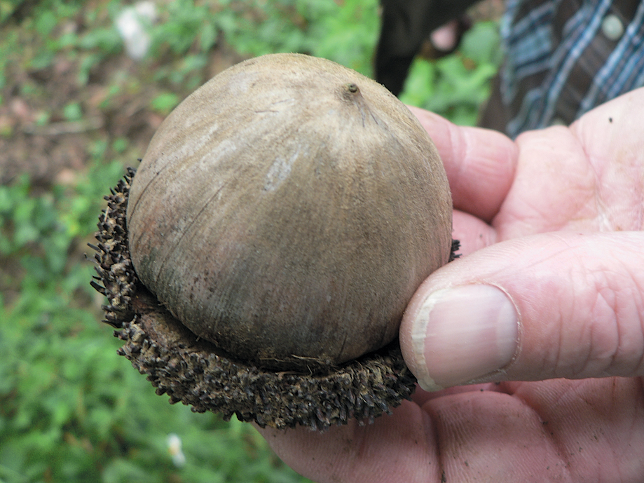 A color photo of a Q. insignis acorn.