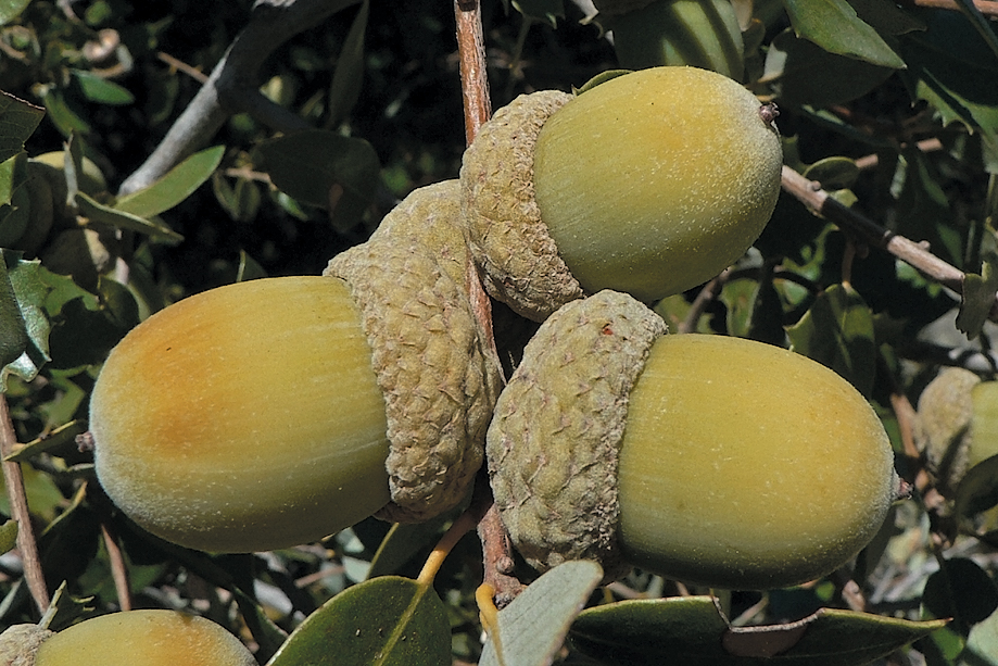 A color photo of Q. chrysolepis acorns.