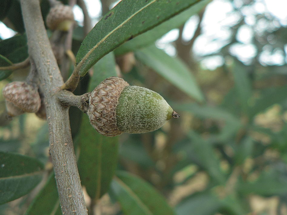 A color photo of a Q. hypoleucoides acorn.