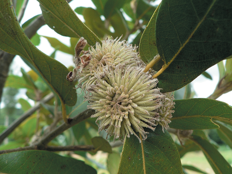 A color photo of Q. dolicholepis acorns.
