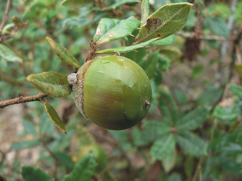 A color photo of a Q. monimotricha acorn.
