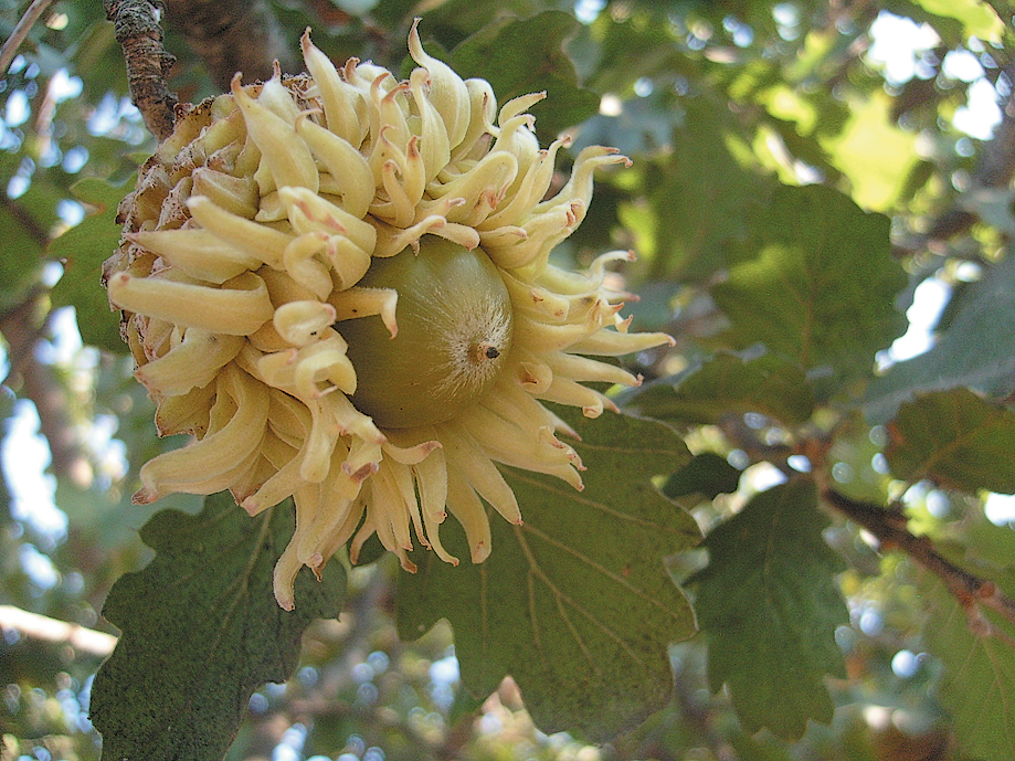 A color photo of a Q. macrolepis acorn.