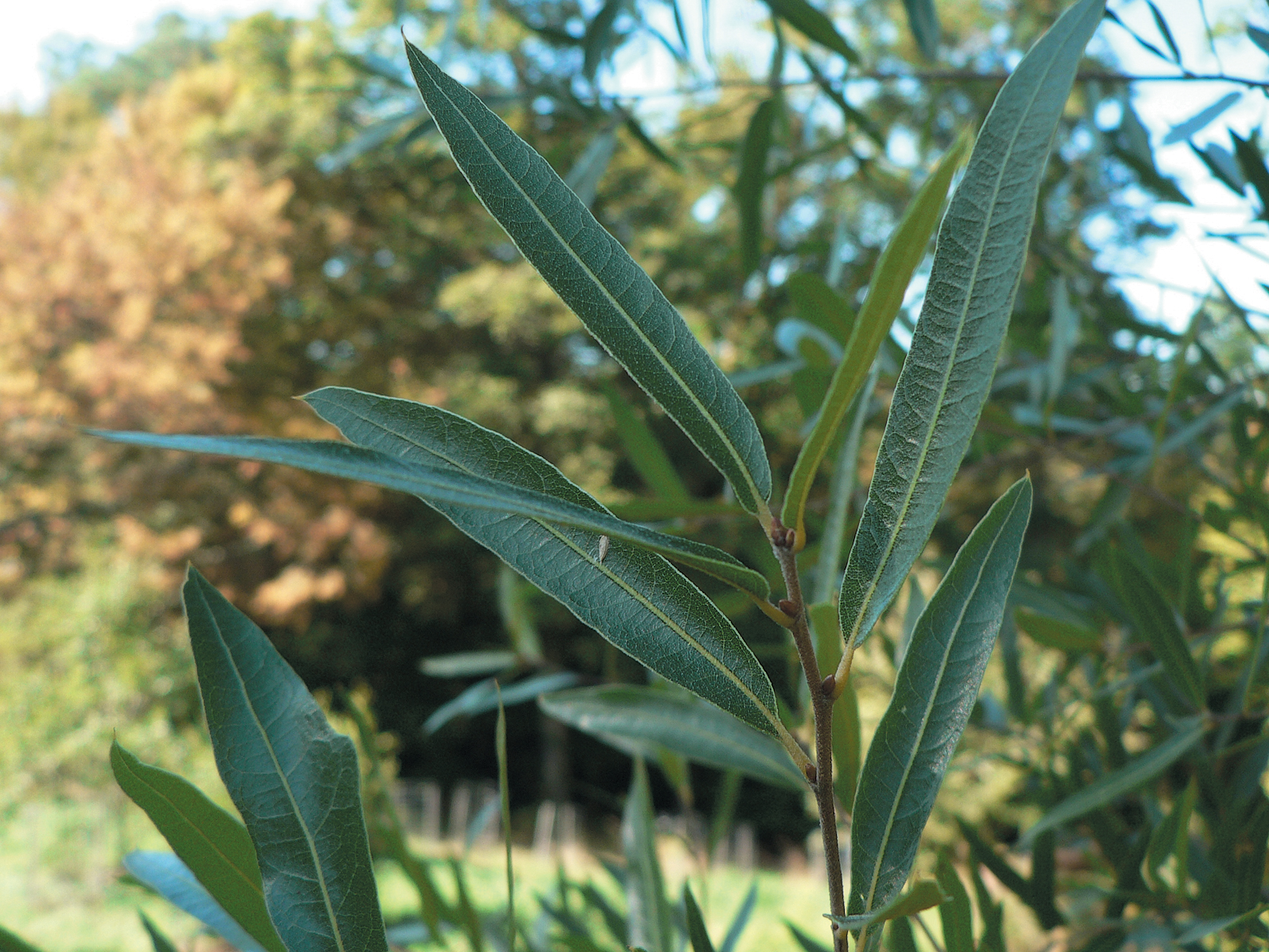 A color photo of Quercus viminea.